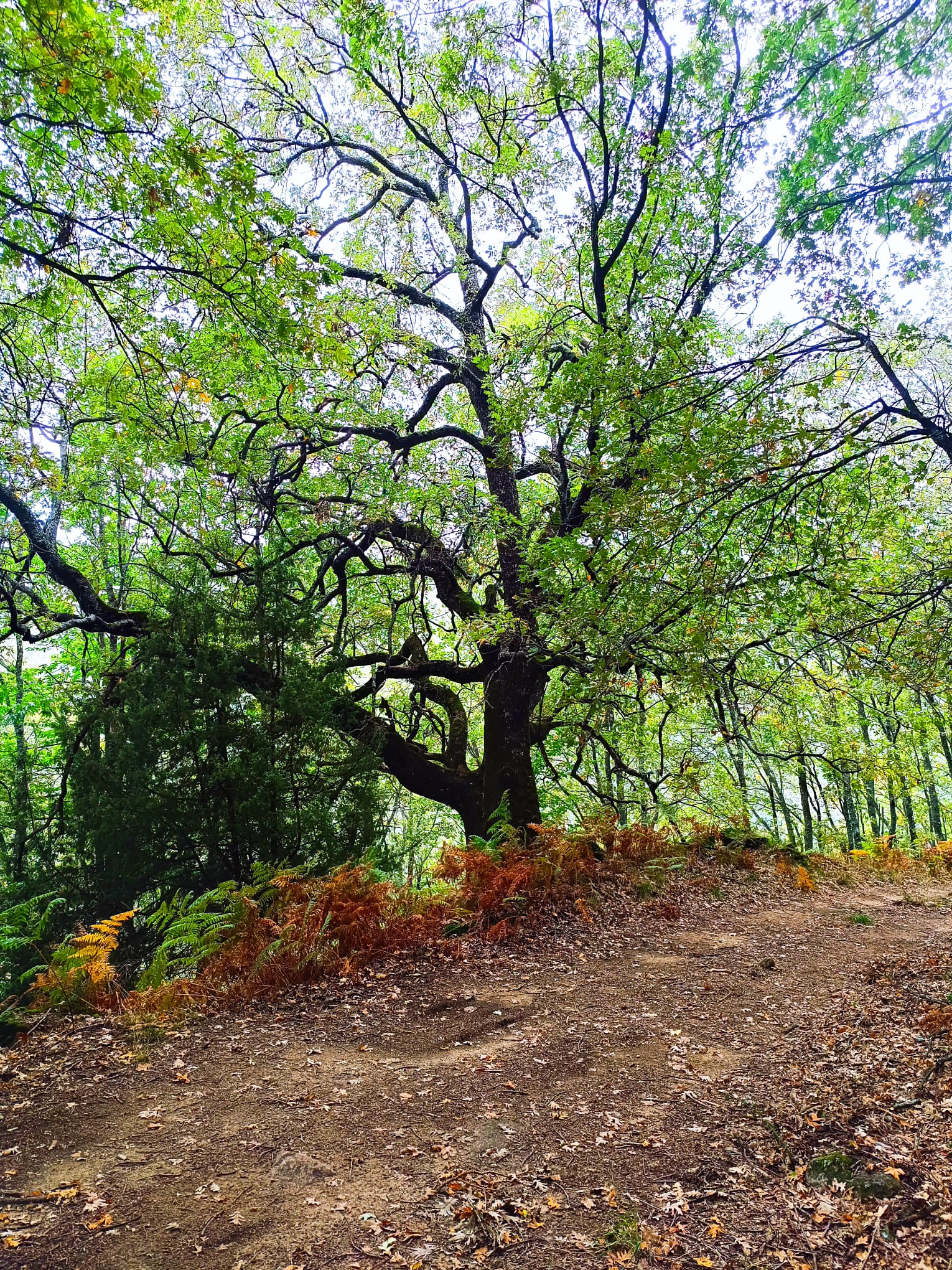 Árbol de gran porte en un entorno natural