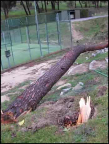 Ejemplar caído junto a una instalación deportiva