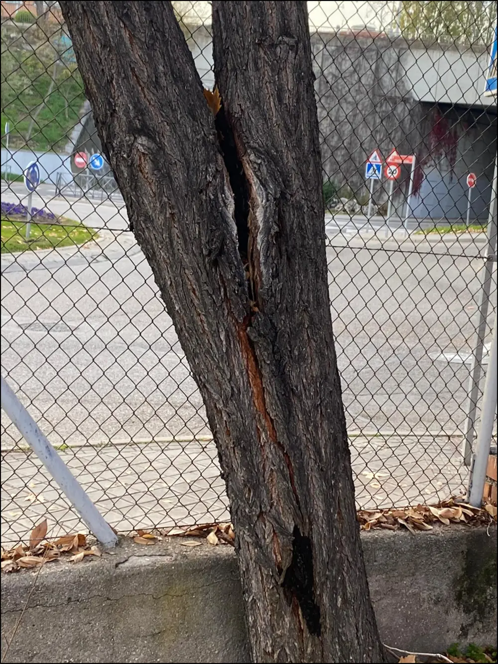 Fisura y defecto de unión en el fuste de un árbol