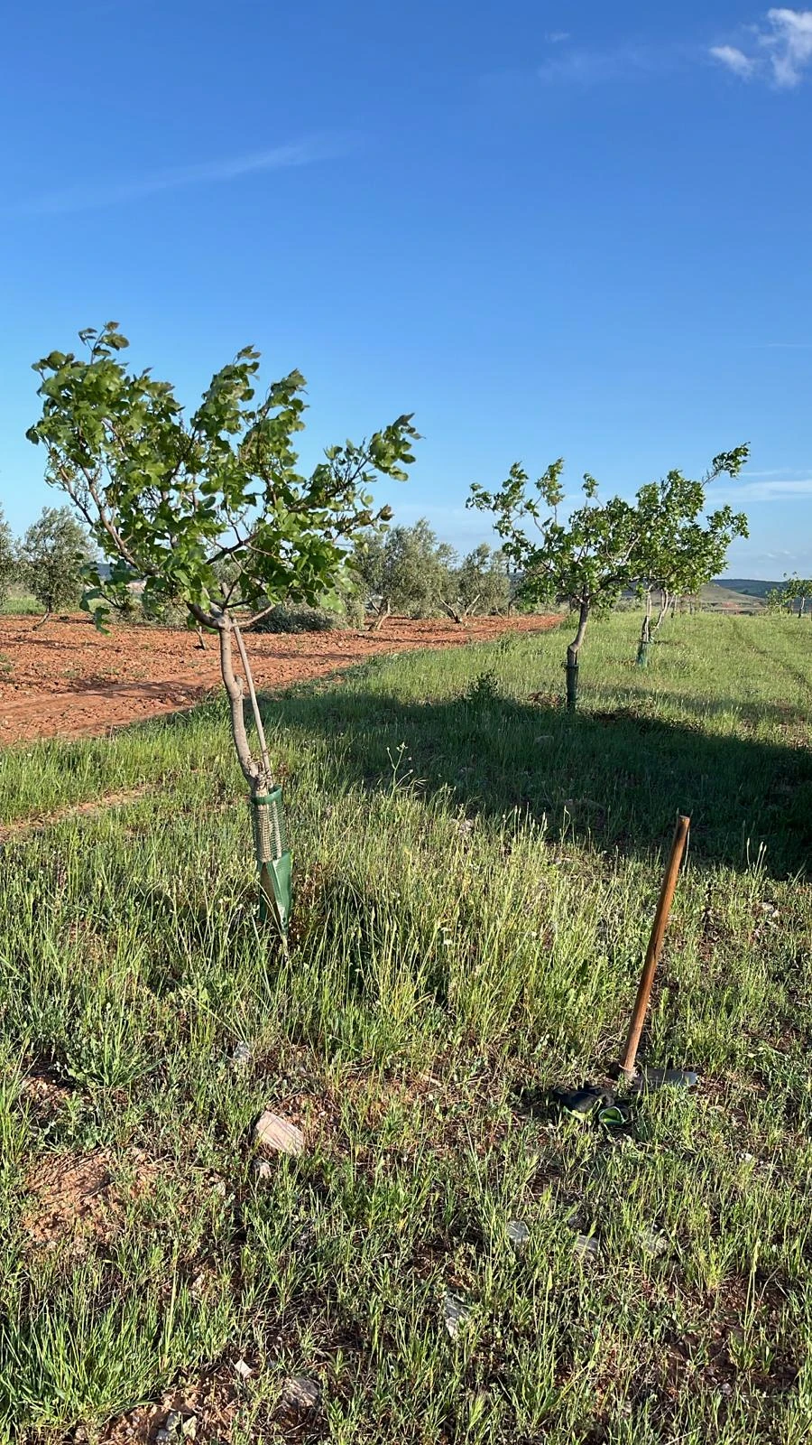 Plantación agrícola y terreno para puesta en regadío