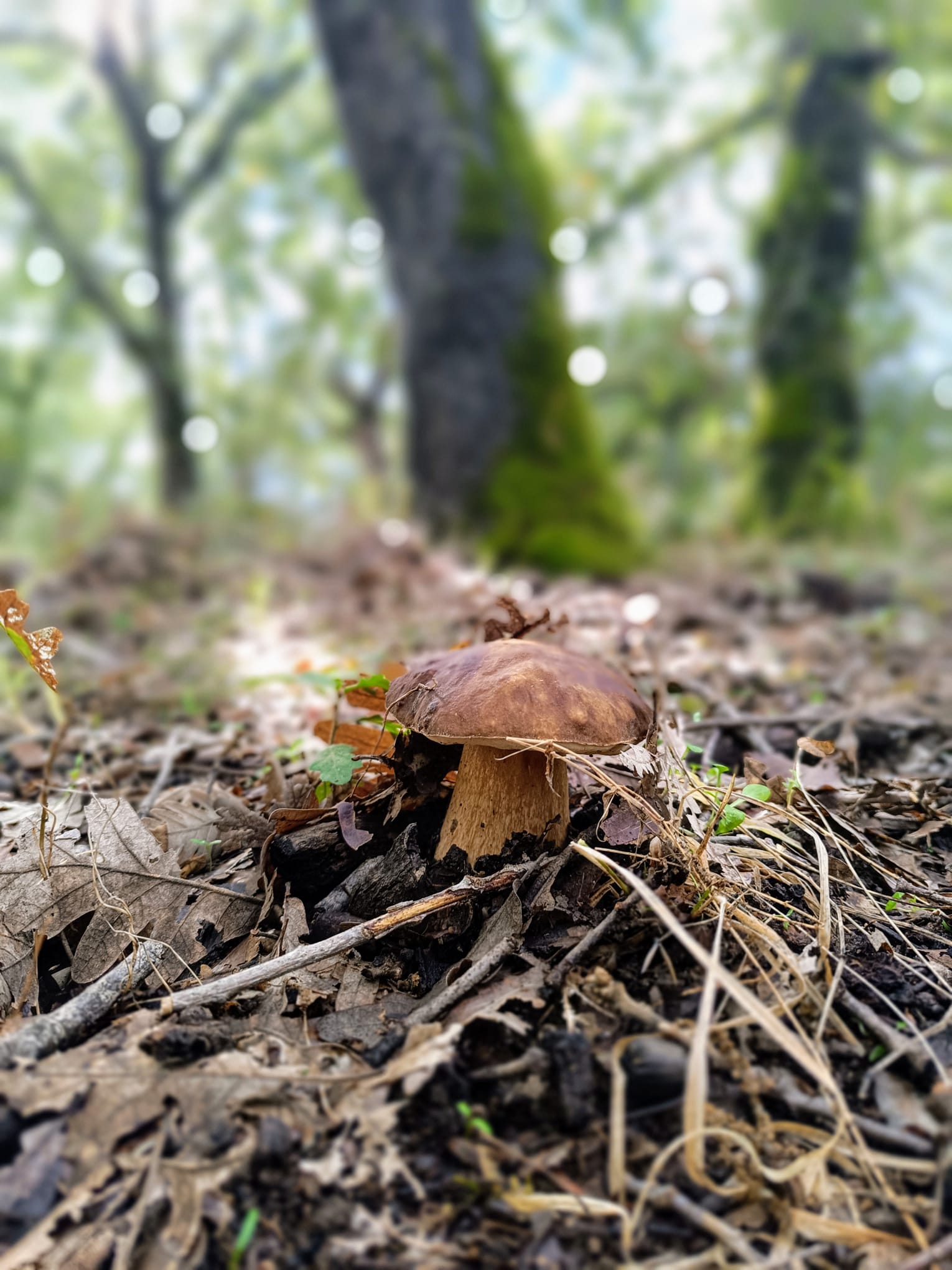 Detalle del suelo forestal con hongo