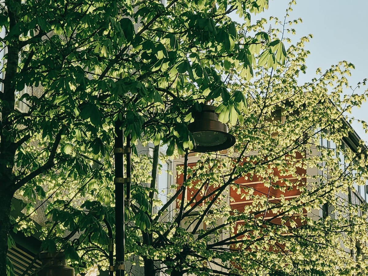 Arbolado urbano en entorno edificado